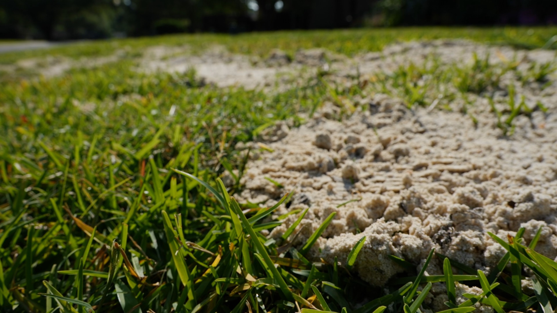 Get It Growing: Here’s how to fill holes in your lawn 